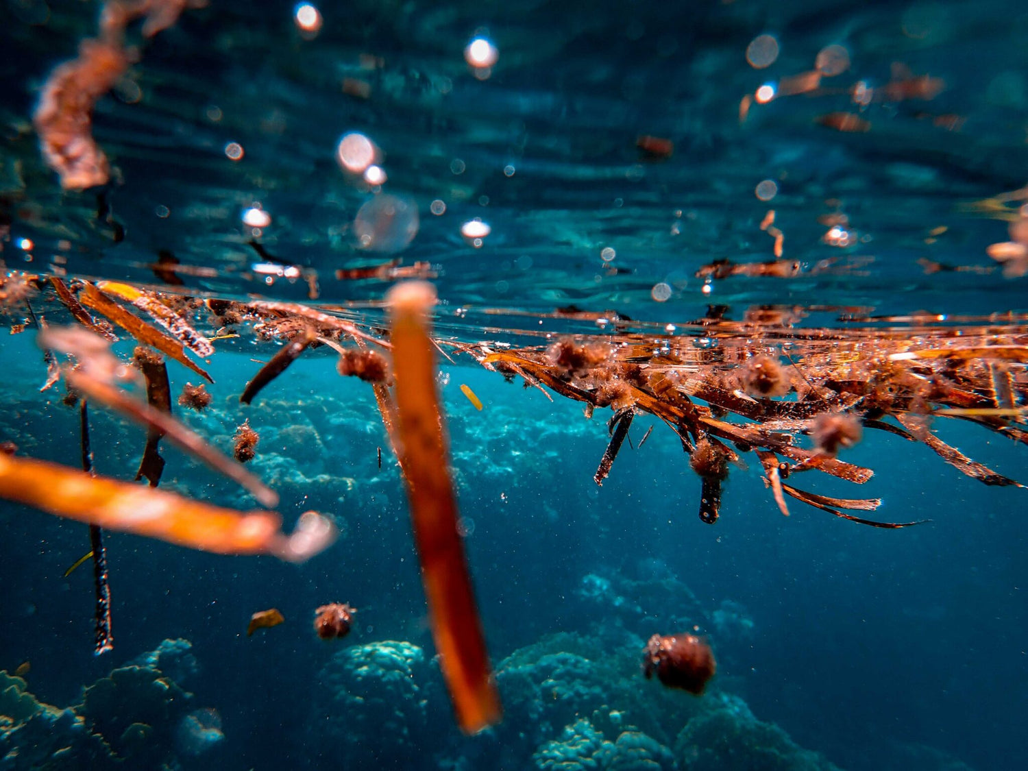 L'algue rouge de la mer baltique : tout savoir sur le Capiguard !