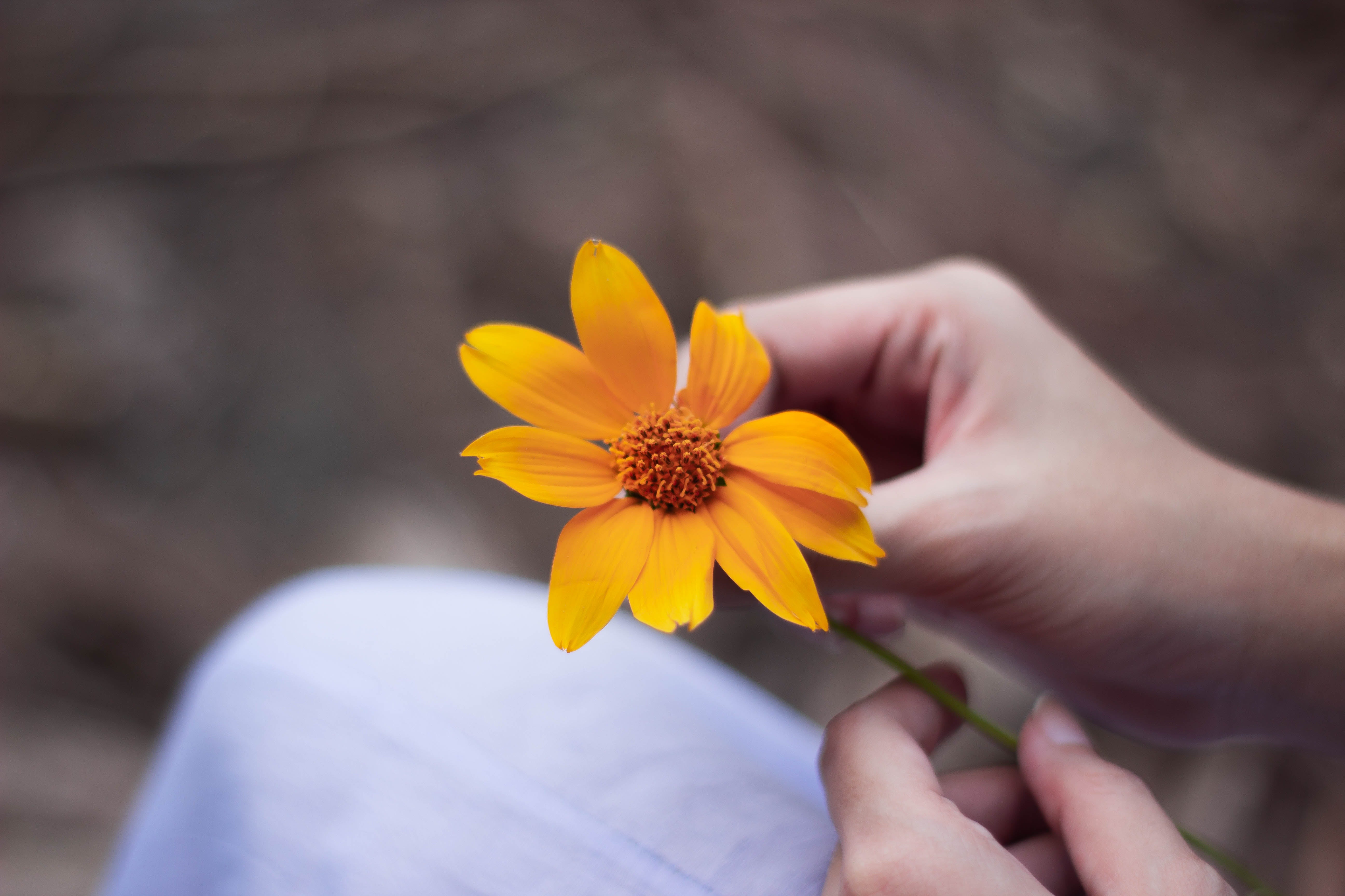 Qu'est-ce que la fleur de Calendula et quels sont ses bienfaits ?